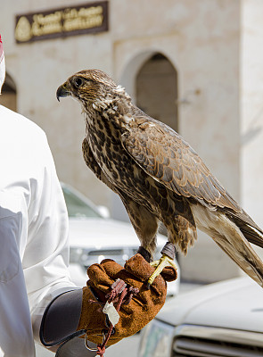 falcon