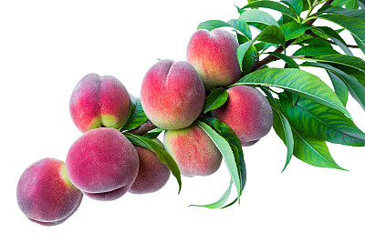 peach