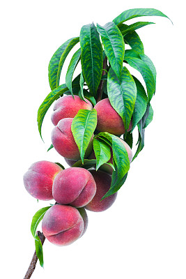 peach