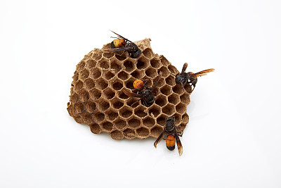 蜂巢蜂箱