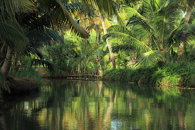 wetland