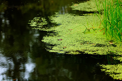 duckweed
