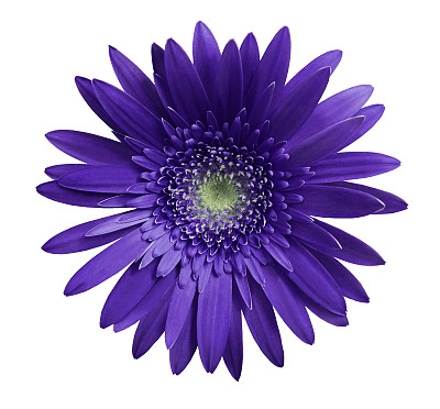 紫色小雏菊