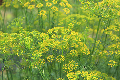 fennel