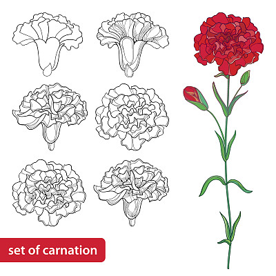 dianthus
