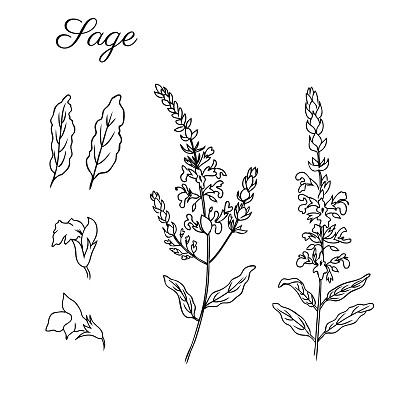 salvia