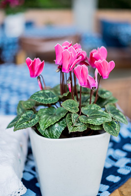 cyclamen