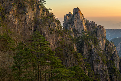 黄山山顶松林