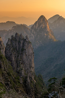 黄山山顶松林