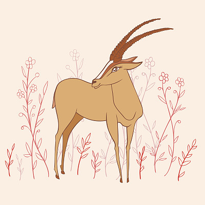 antelope