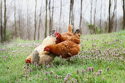 hen