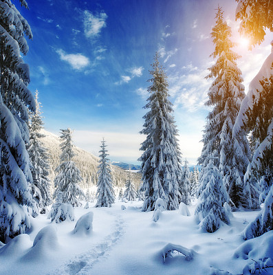 spruce
