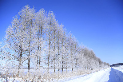 北海道冰淇淋