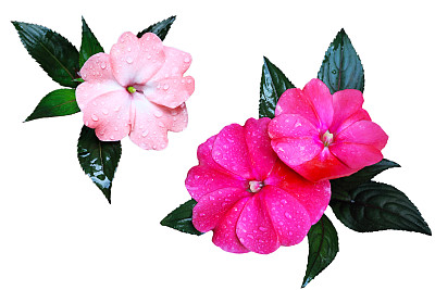 impatiens