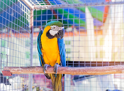 macaws