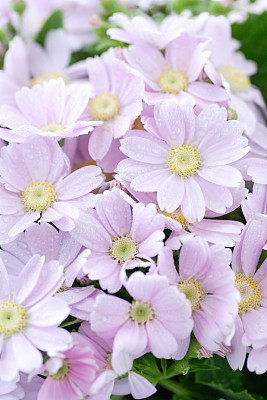 美丽的鲜花粉色瓜叶菊