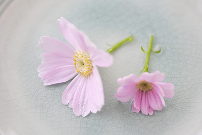 美丽的鲜花粉色瓜叶菊