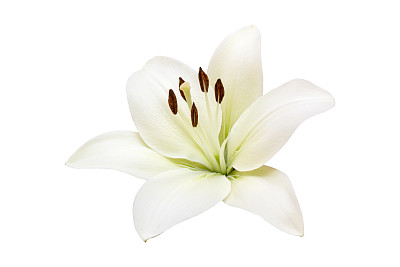 lilium