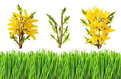 forsythia