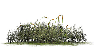 wetland