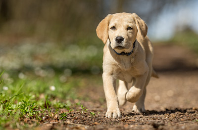 labrador