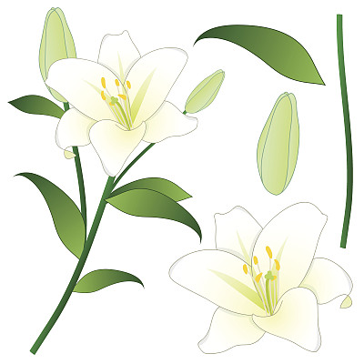 lily