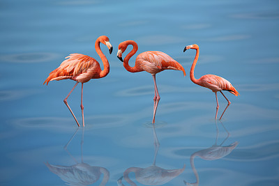 flamingo