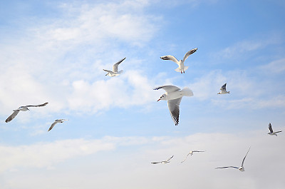 larus