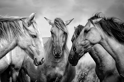 mustang