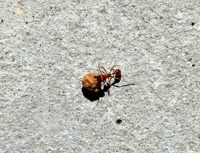 蚂蚁觅食