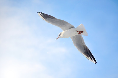 seagull
