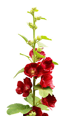 stockrose