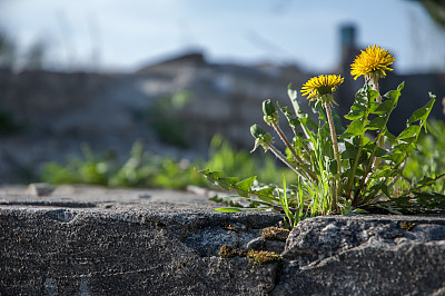 pollination