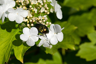 beetles