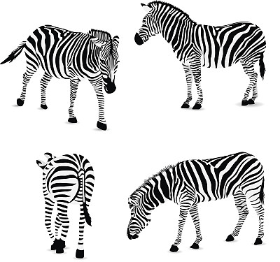zebra