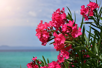 oleander
