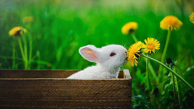 春日小兔