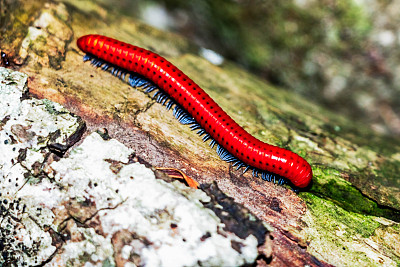millipede