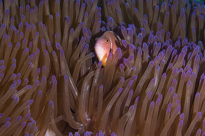 anemonefish
