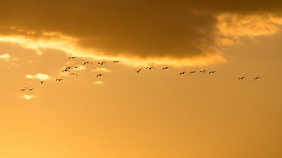 夕阳下的鹅群
