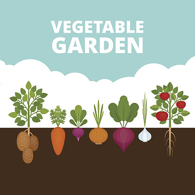 radishes
