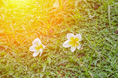 栀子花装饰背景花卉