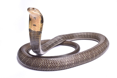 snake
