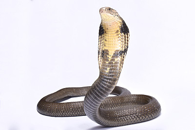 cobra