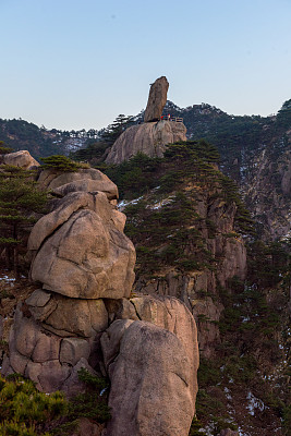 黄山山顶松林