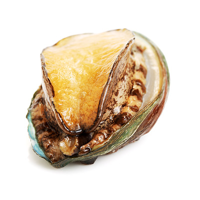 abalone