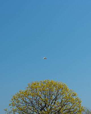 空中滑板