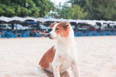 狂犬病