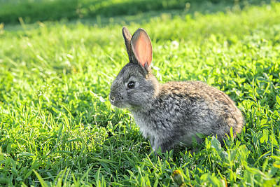 rabbit