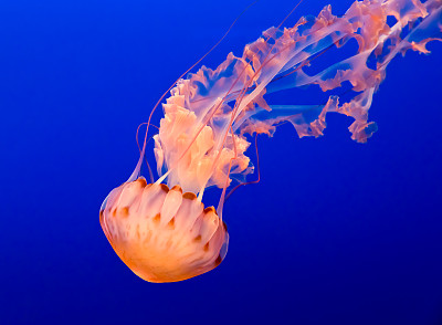jellyfish